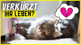 Diese 13 Fehler verkürzen das Leben deiner Katze deutlich!