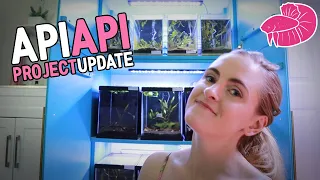 Betta Api Api Breeding Project update! Adding Channoides and Back on TRACK