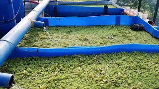 My Tilapias' food azolla