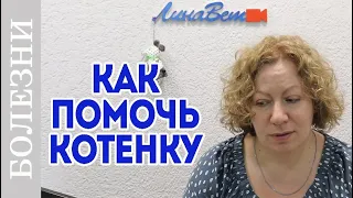 Понос у котенка, как помочь, чем кормить?