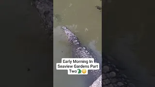 Crocs out for a swim in Seaview Garden #crocodile pt2