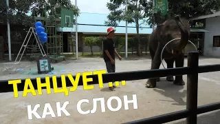 СЛОН РИСУЕТ | СЛОН ТАНЦУЕТ | GANGNAM STYLE | ELEPHANT DRAWS |  ELEPHANT DANCING