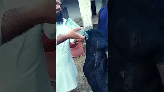Goat deworming orally by Albendazol