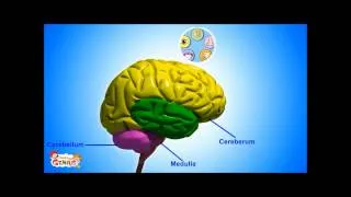 Cerebrum - Functions Video for kids by makemegenius.com