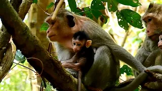 Very cute baby Celine and Calvin, Baby monkey Calvin nursing full milk