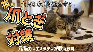 【猫のお世話】猫の爪研ぎ対策〜家がボロボロにならないために〜