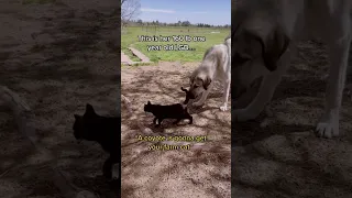 “A coyote is gonna get your farm cat” not recon cat and her livestock guardian dog crew