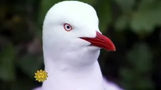 Silver Gulls of Australia