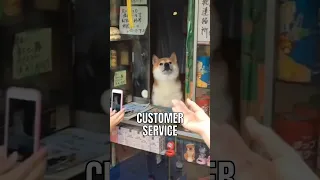 This Shiba Inu runs small shop in Japan!🥰🥰 #interesting #facts #dog #cute #doglover #dogfacts