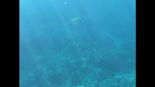 GoPro Hero7 Underwater - Snorkeling with Sea Turtles in Maui, Hawaii