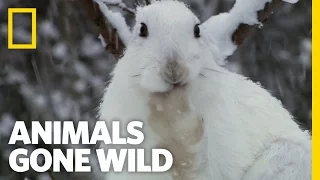 Snow Bunny Survivor | Animals Gone Wild