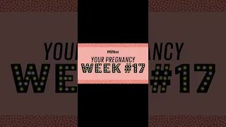 Week 17 Pregnancy   Baby Development