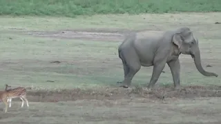 Elephant-At Yala National Park, Ceylon(Sri Lanka)