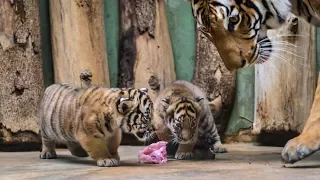 Rare Tiger Cubs on view at Prague Zoo