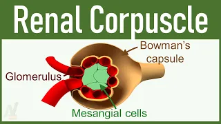 02. Nephron Structure: Renal Corpuscle