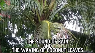 The Sound Of Rain And The Waving of Coconut Leaves || Heavy Rain for Sleep, Relaxation, Meditation