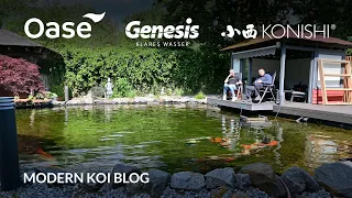 Modern Koi Blog #5383 - Dirks 65.000 Liter Teich zwei Jahre nach dem Neustart