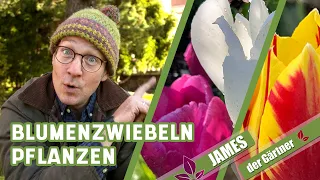 So werden Blumenzwiebeln im Garten immer mehr! | James der Gärtner
