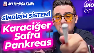 Sindirim Sistemi-2 Karaciğer Safra Kesesi Pankreas | Ayt Biyoloji Konu Anlatımı 11. Sınıf | 2024