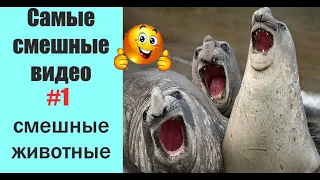 Самые смешные видео/ Попробуй не засмеяться/Тест на психику/Лучшие приколы 2019/Подборки о животных