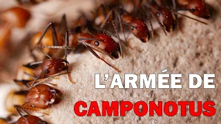 CAMPONOTUS NICOBARENSIS, elles passent à l'attaque ! 4K