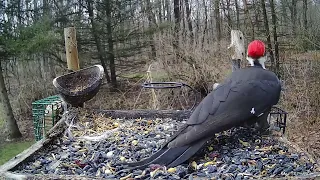 Male and Female Pileated Woodpeckers and a Crow!