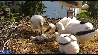 STUNTED STORKLET GETS ATTACKED BY SIBLINGS