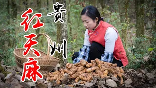 Use red gastrodia medicinal herbs  to make Chinese food | wild girl