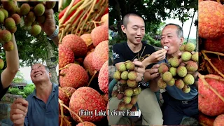 Lychee   Beyond Sweet  Taiwan Leisure Farms Development Association  Full HD 5 Minutes