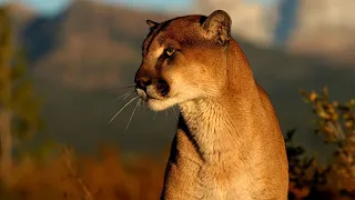 What Sound Does A Cougar Make? - Animal Sounds (Mountain Lion Sounds)