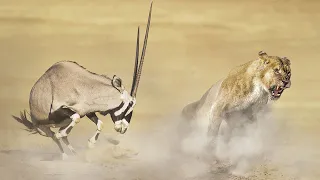 Even LIONS are afraid of these Antelopes! Oryx: The best defense is offense!