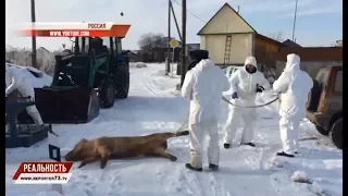 ЛИСЫ И СВИНЬИ. ОПАСНОСТЬ ЭПИЗООТИИ