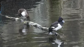 Tufted Ducks preening on a log