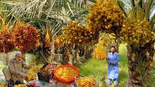 Afghanistan seedless Dates | Jalalabad | افغان خرما یا خجورې