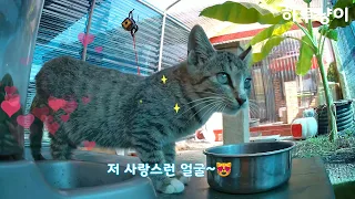 고양이의 하루~🌱[Cat`s day]