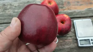 Черный принц - яблоня Ред Джонапринц (apple Red Jonaprince). Обзор и дегустация