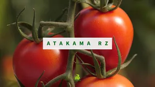 Atakama RZ - Evolución del tomate pera 20/21