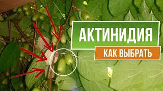 Как выбрать Актинидию ✿  Посадка и Уход