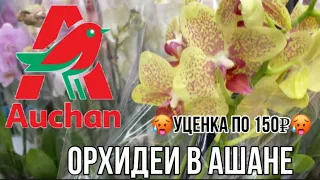 Обзор орхидей в магазине Ашан || Уценка по 150₽ || Большое количество  растений после праздников