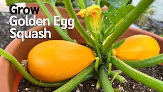 How to Grow Golden Egg Summer Squash from Seed in Containers | Easy Planting Guide