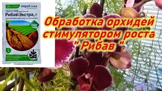 Обработка орхидеи стимулятором роста " Рибав".