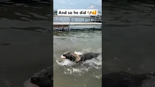 German shepherd puppy swimming for the first time!😱😱😱😱😱💖😃 #billy #buckley #gsd #puppy #aww