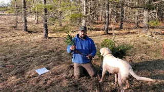 Planting Colorado Blue Spruce seedling