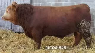 Marywood Simmentals MCRD 54B