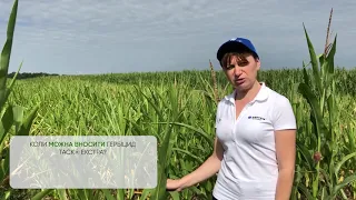 Чого не варто робити у технології гербіцидного захисту кукурудзи