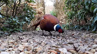 Feeding Pheasants