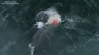 Killer Whales Attack & Kill Gray Whale, 4/27/19