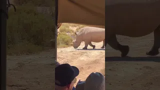 Rare rhino in South Africa sanctuary part 1
