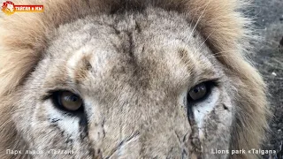 Осень - время создавать новые прайды. Тайган. Lions life in Taigan.