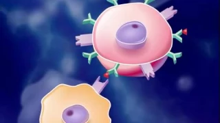 The Immune Response HD Animation